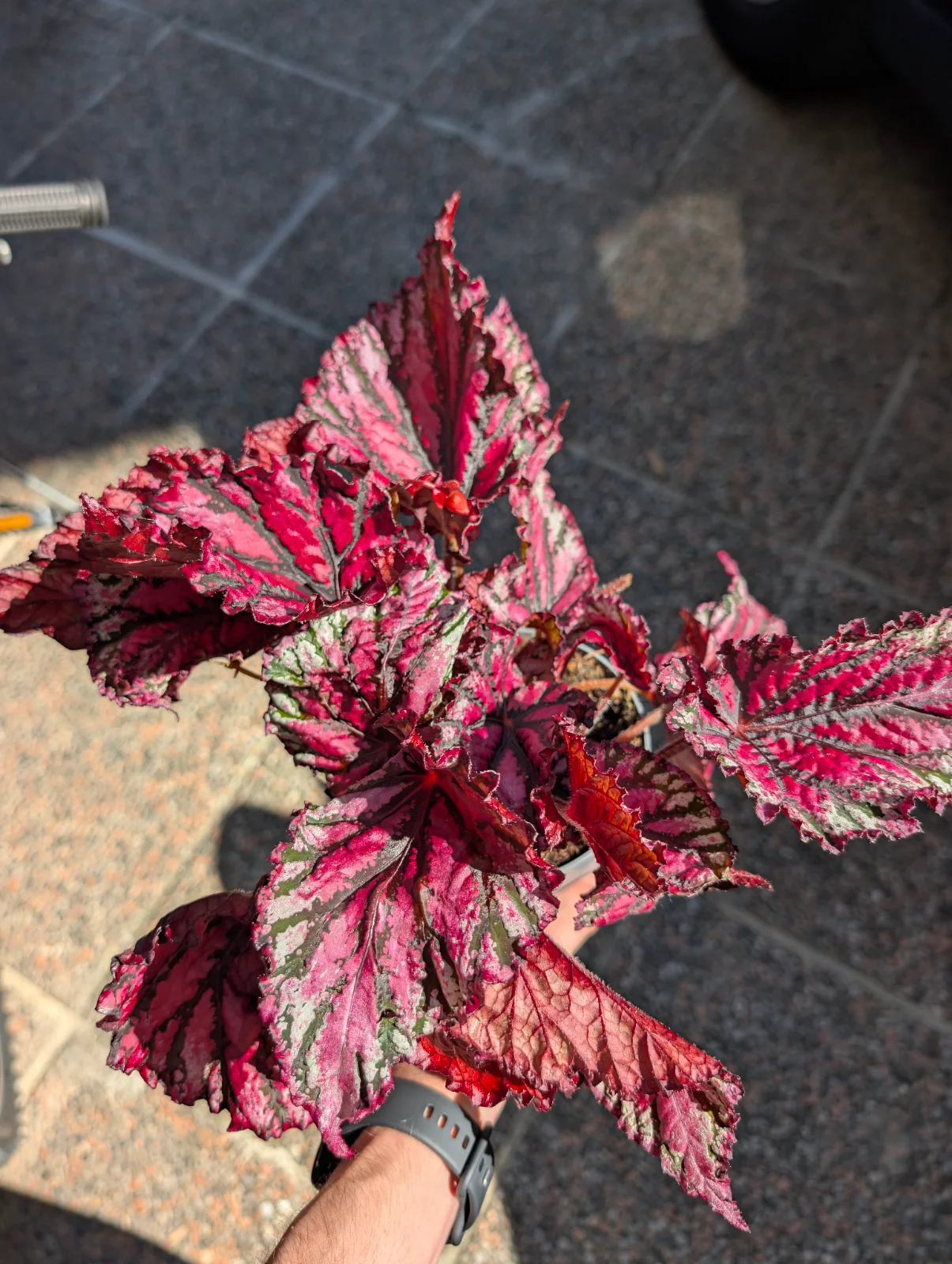 Begonia Rex 'Fireworks'