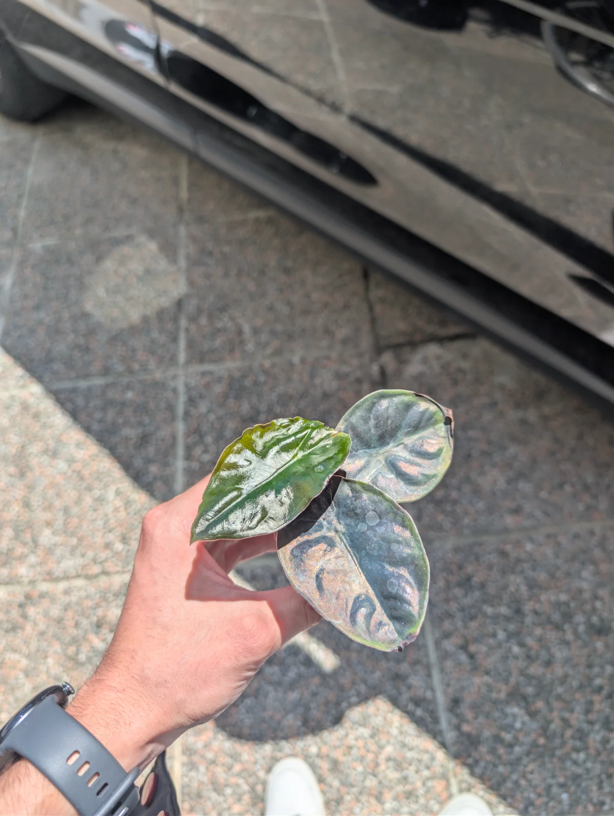 Alocasia Infernalis 'Black Magic'