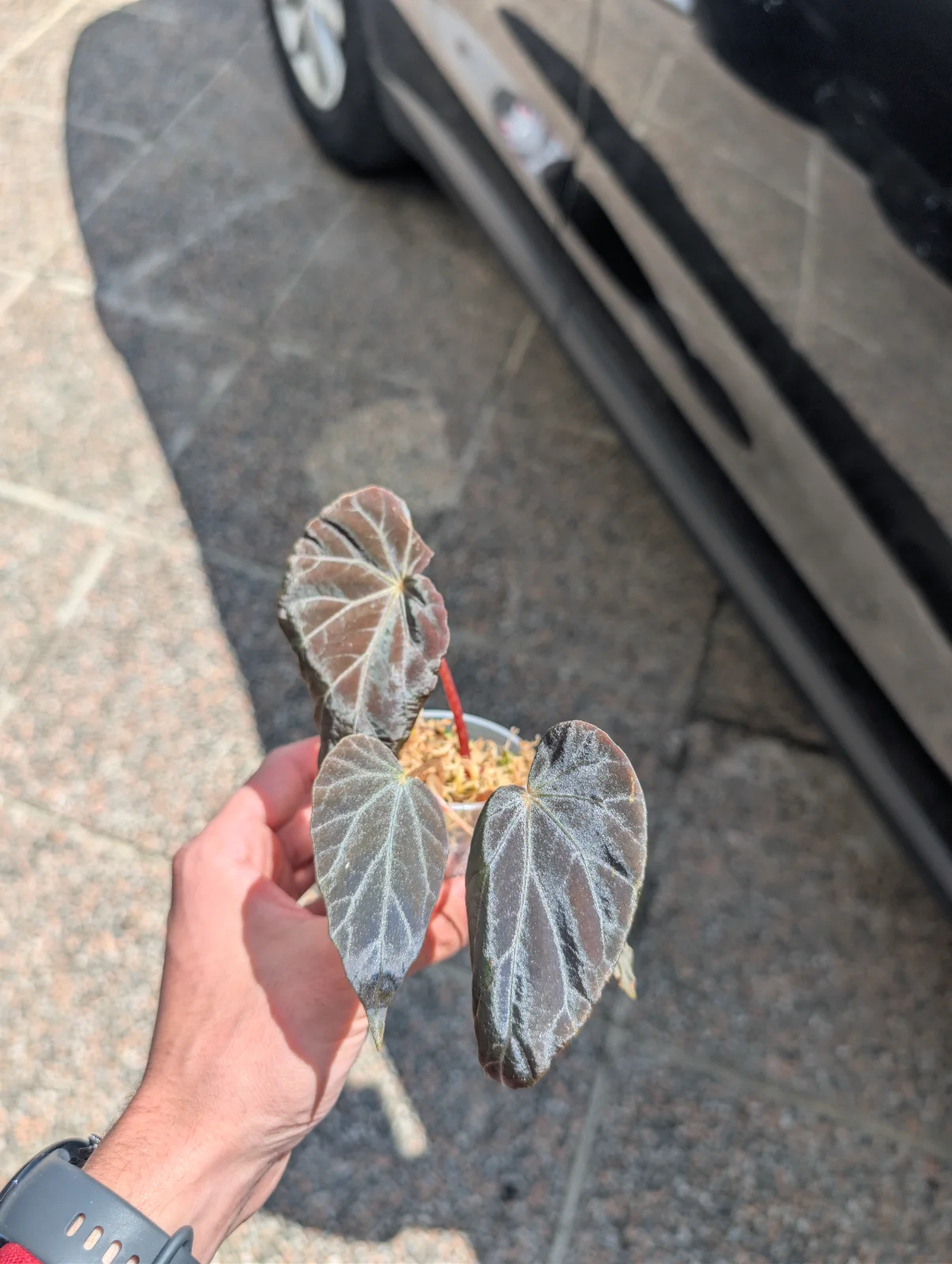 Begonia Burkilii "Dark Form"