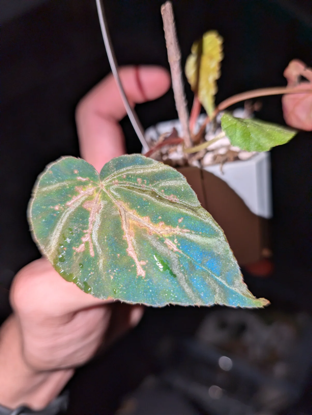 Begonia Pavonina
