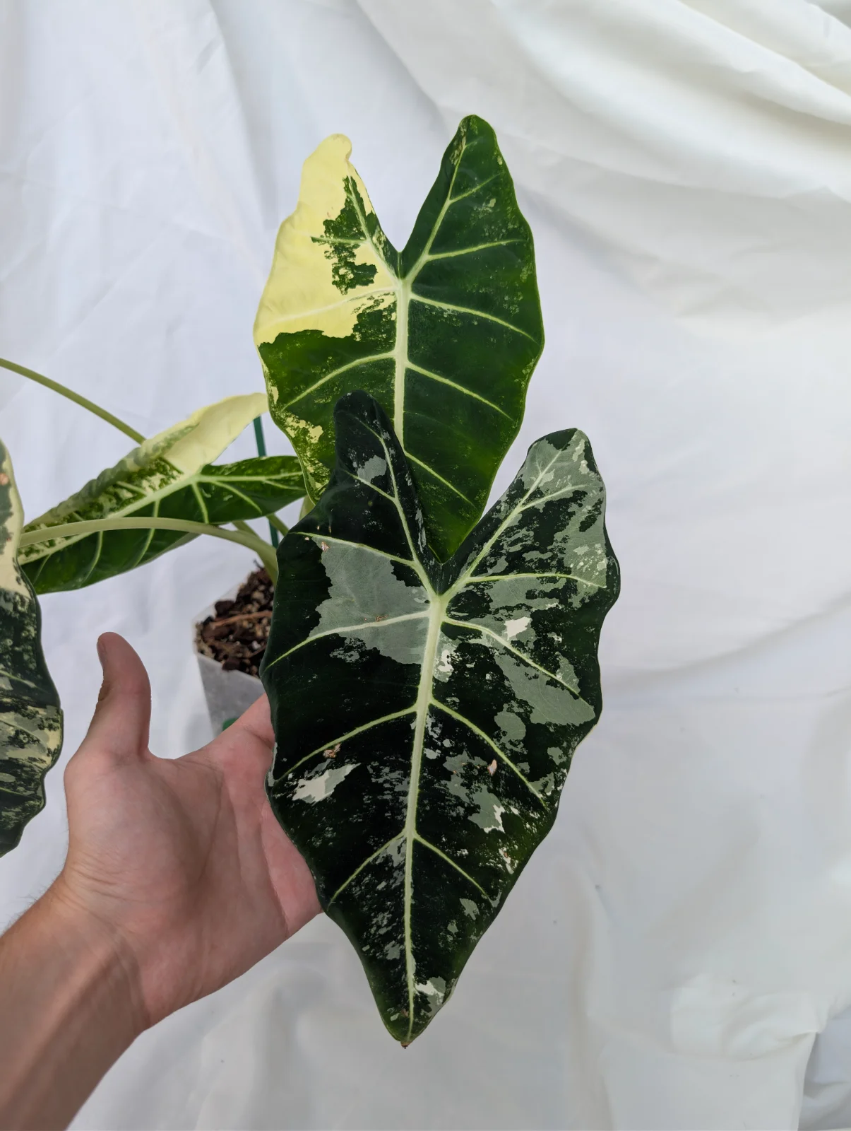Alocasia Frydek Variegata