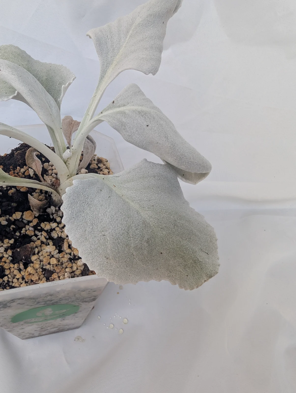 Senecio candicans