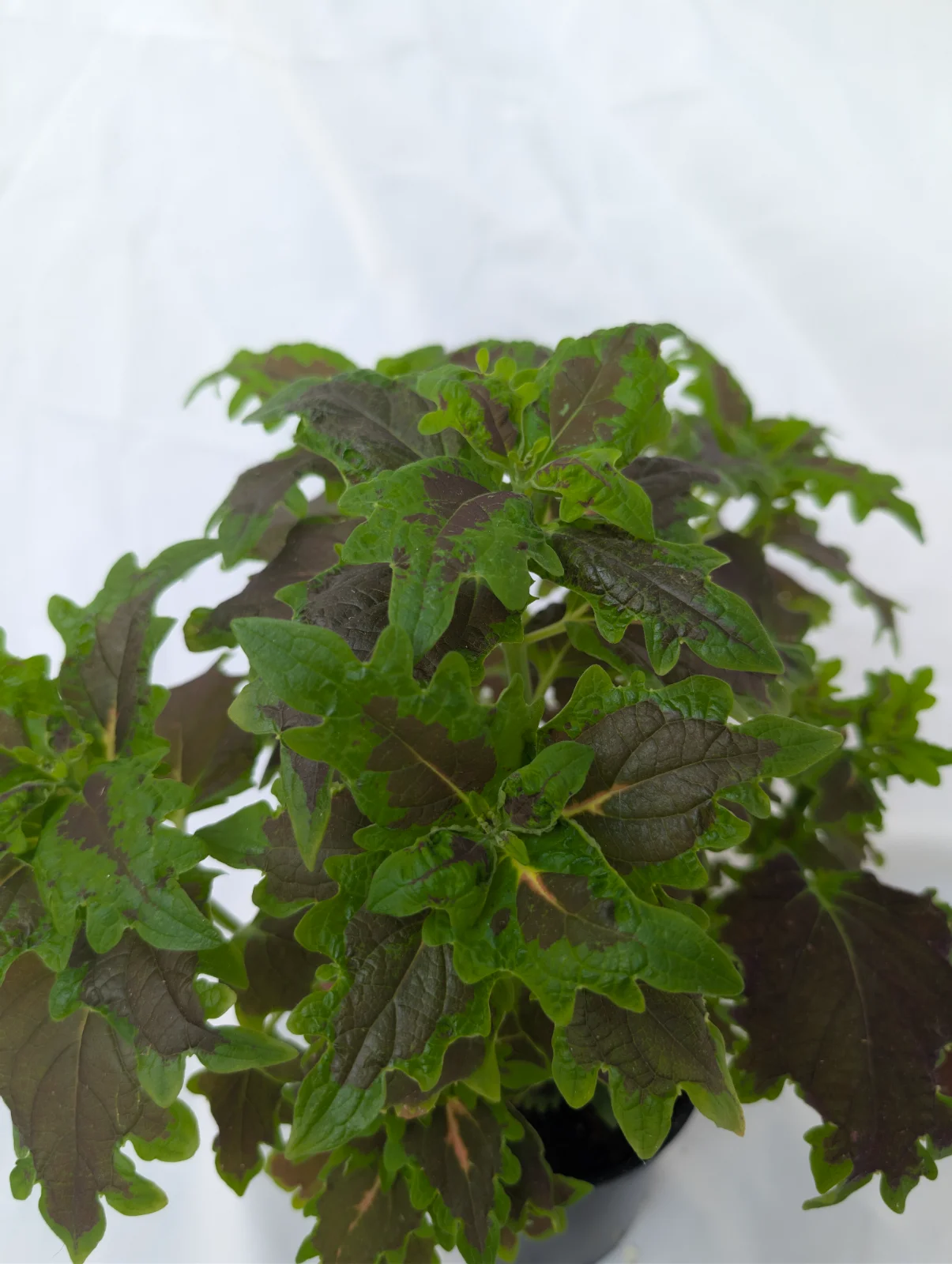 Coleus MIX