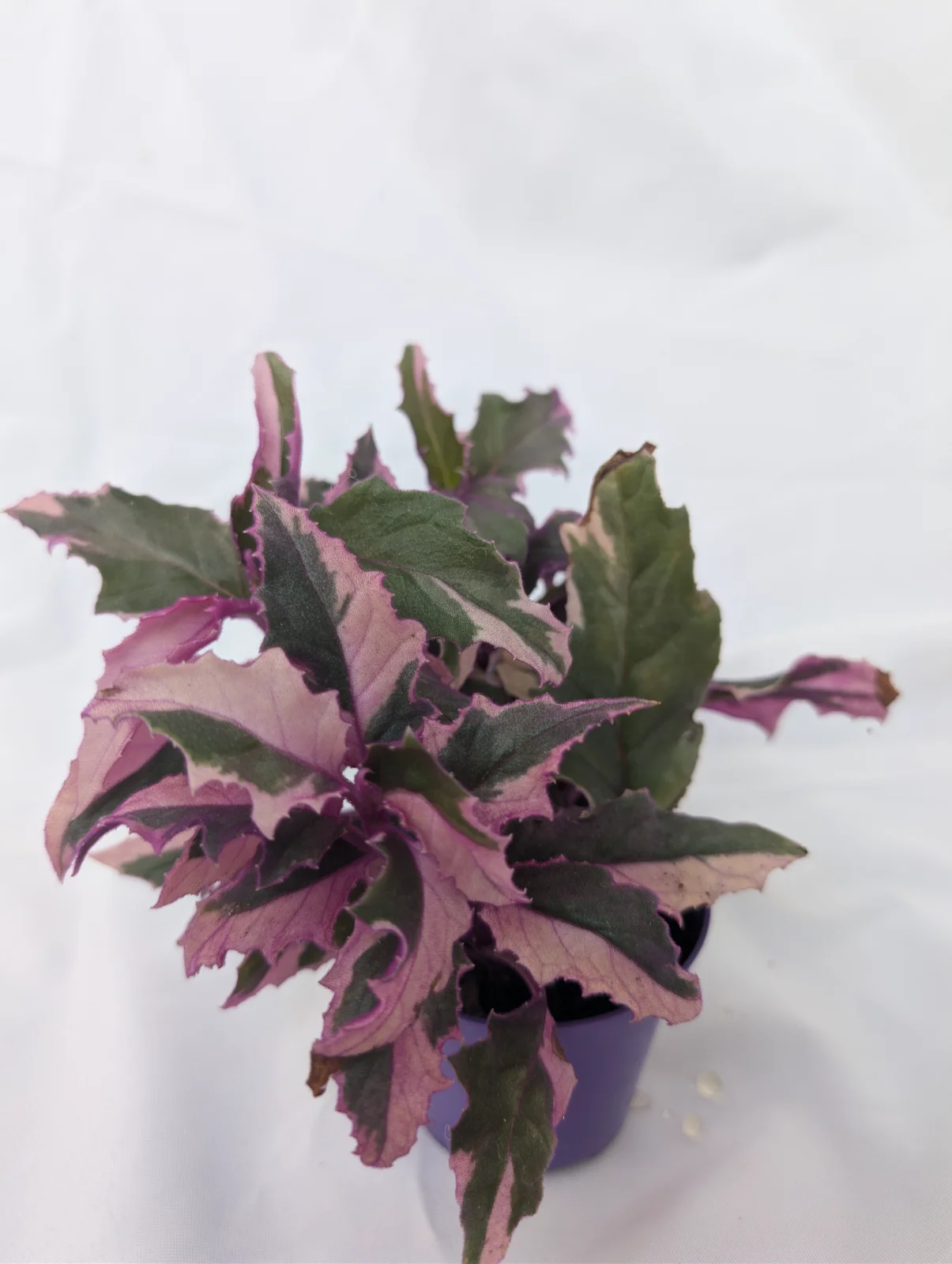 Gynura aurantiaca "pink variegated"