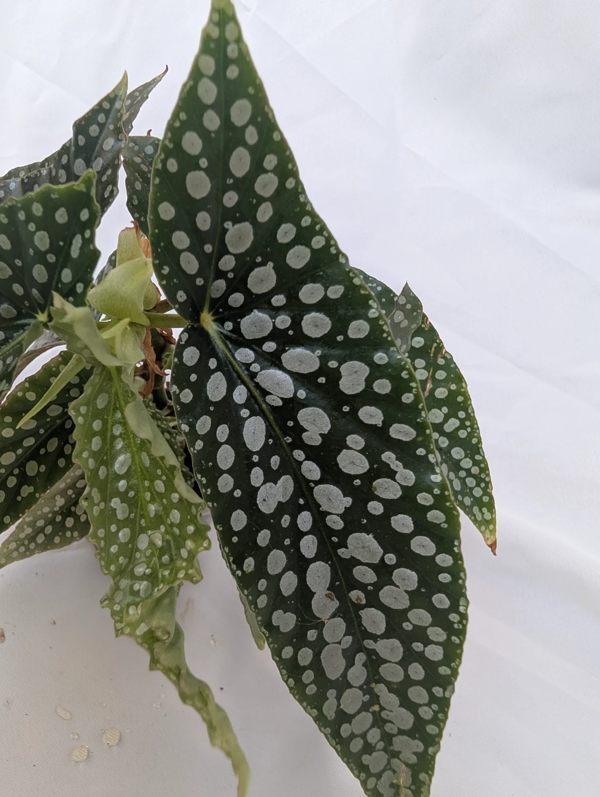 Begonia Maculata