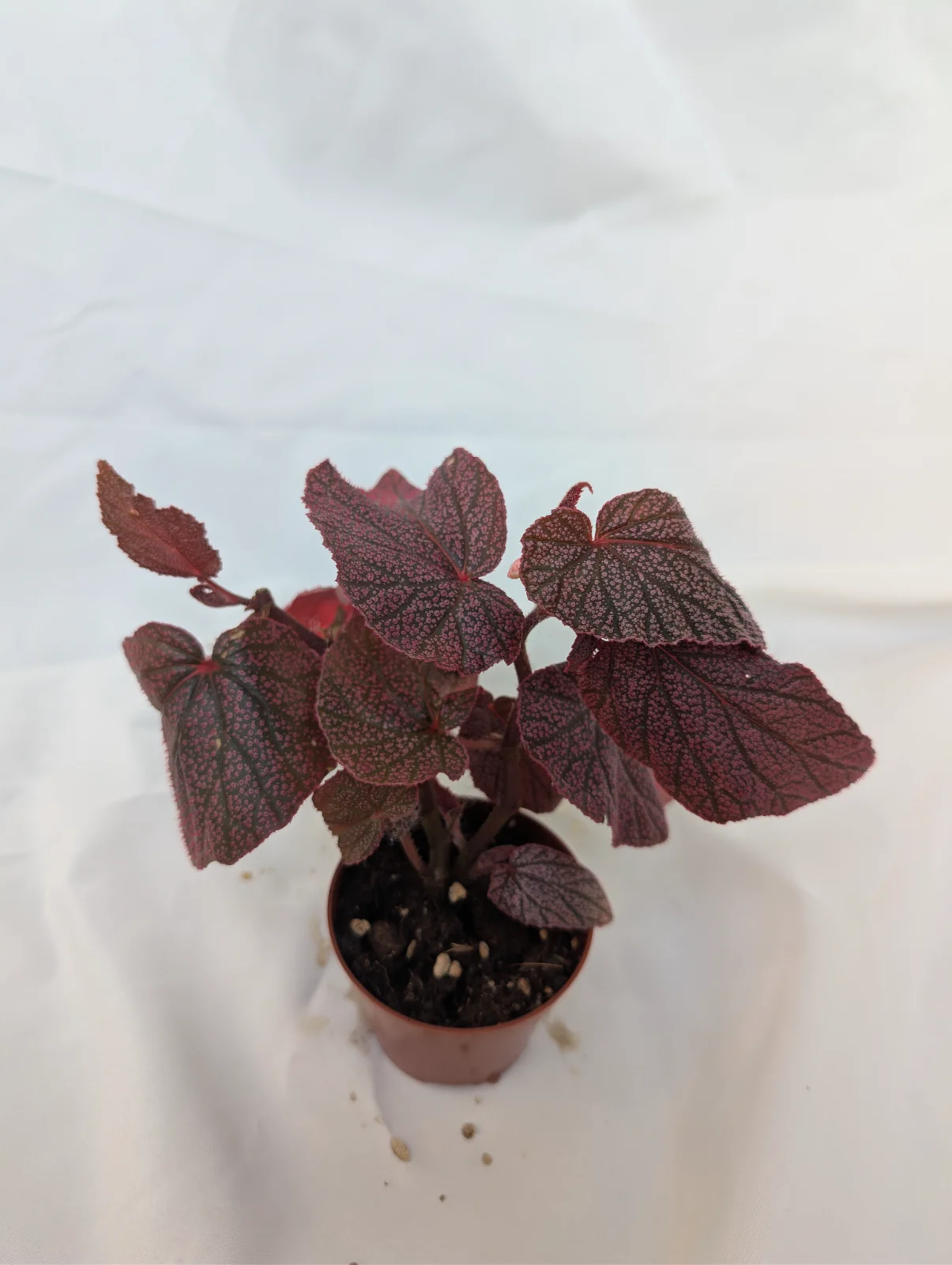 Begonia "U062"