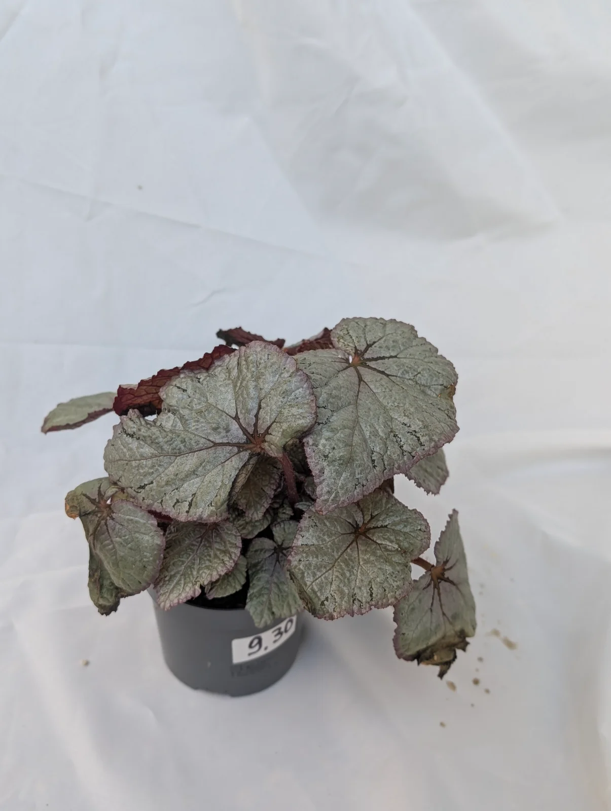 Begonia Rex "Silver"