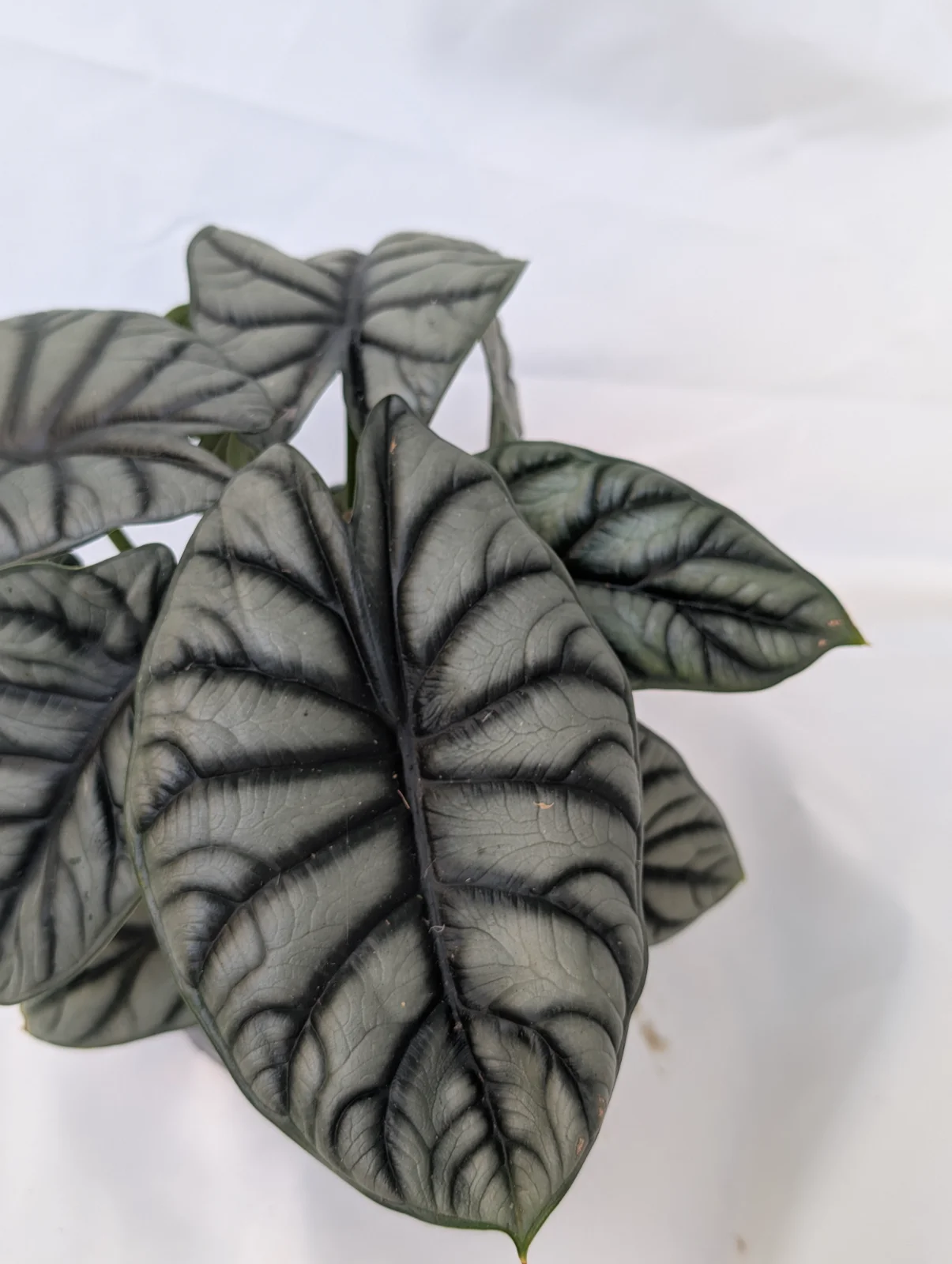 Alocasia Dragon Scale