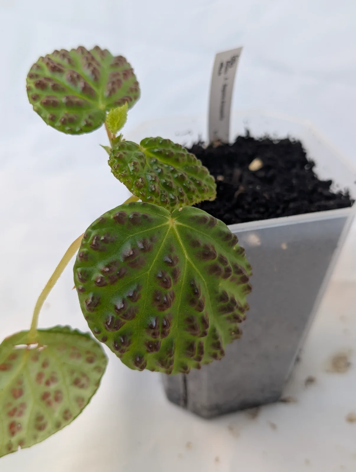 Begonia Dracopelta