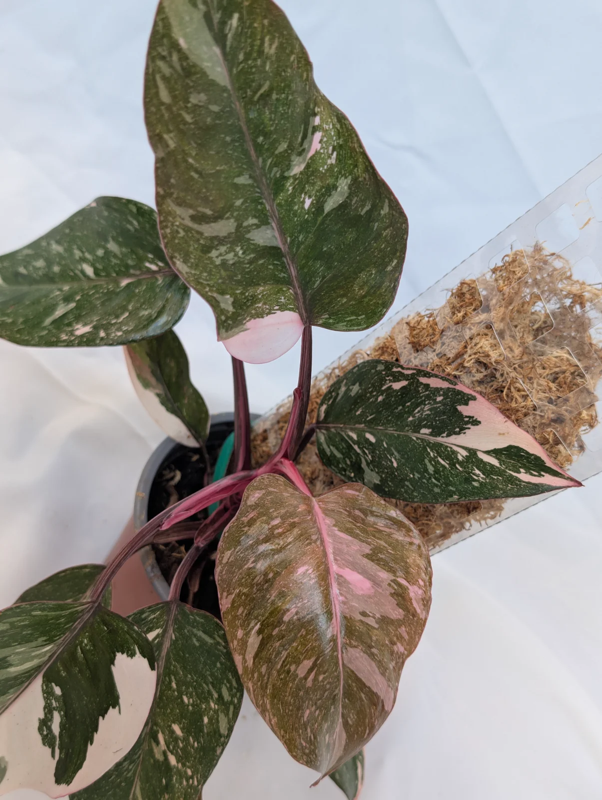 Philodendron "Pink Princess"