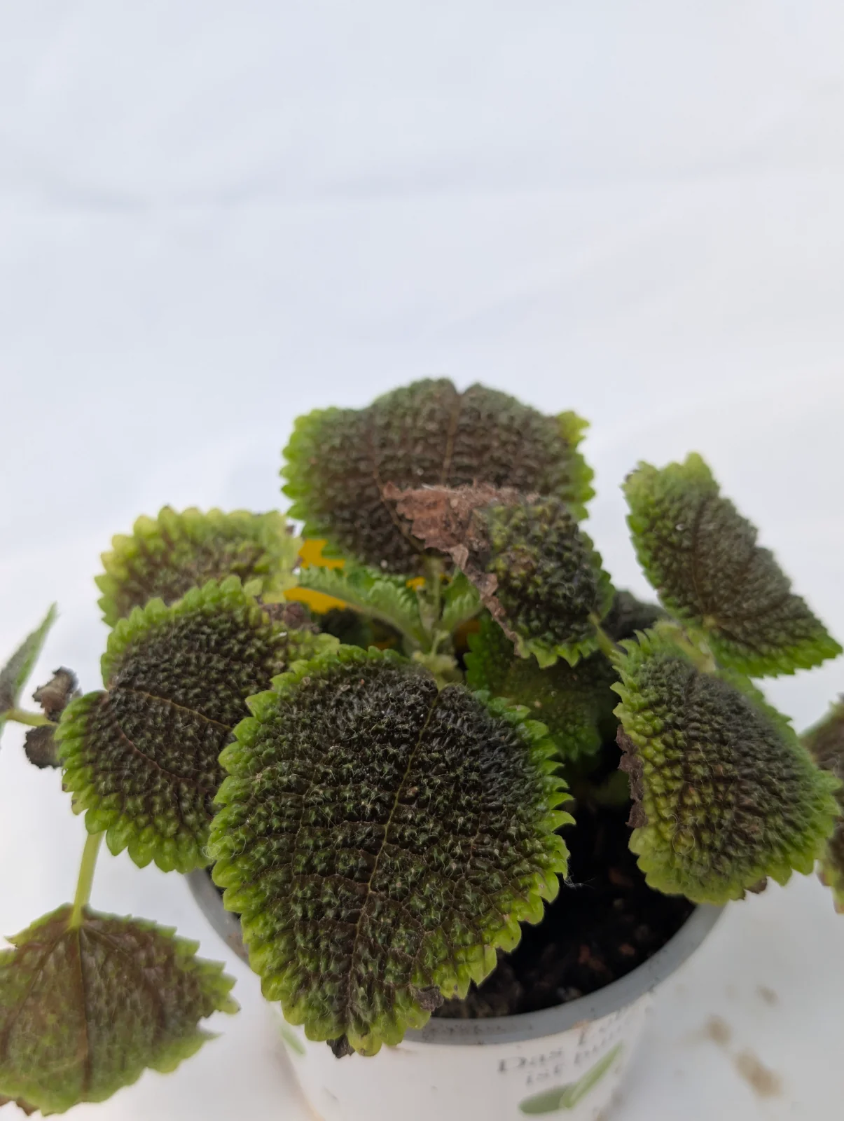 Pilea Moon Valley