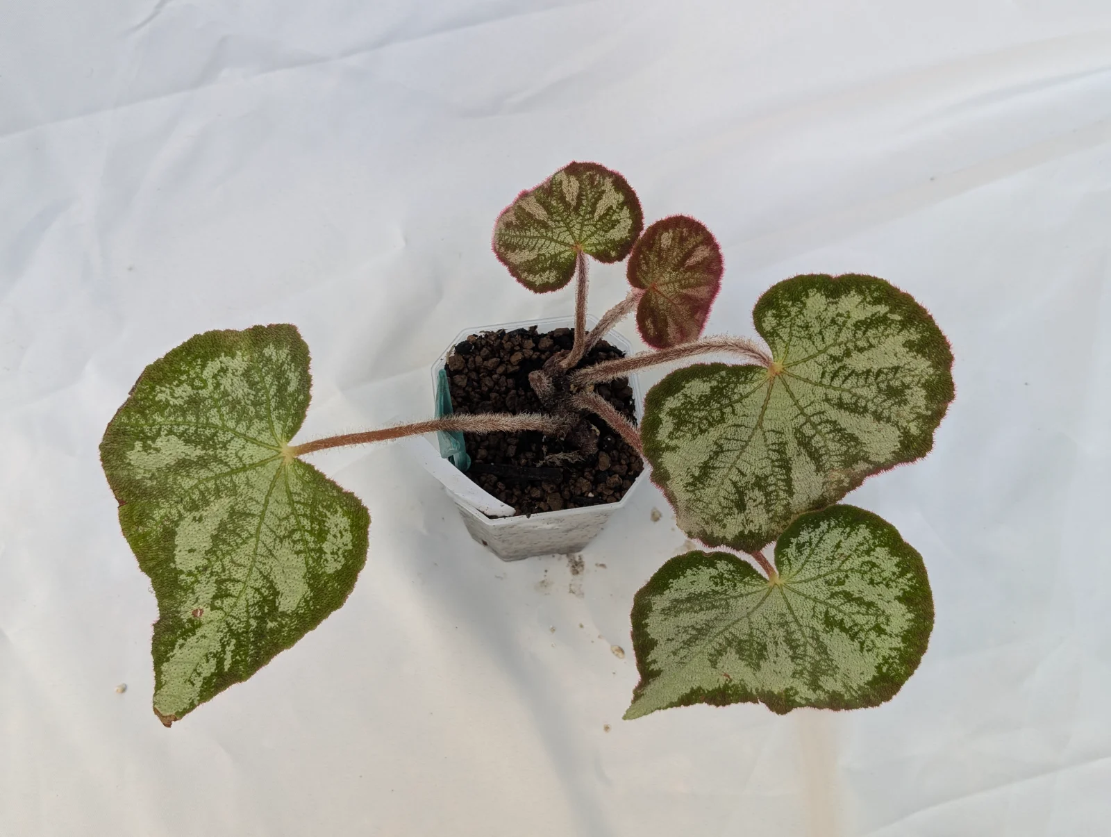 Begonia "Sinopicturata x locii"