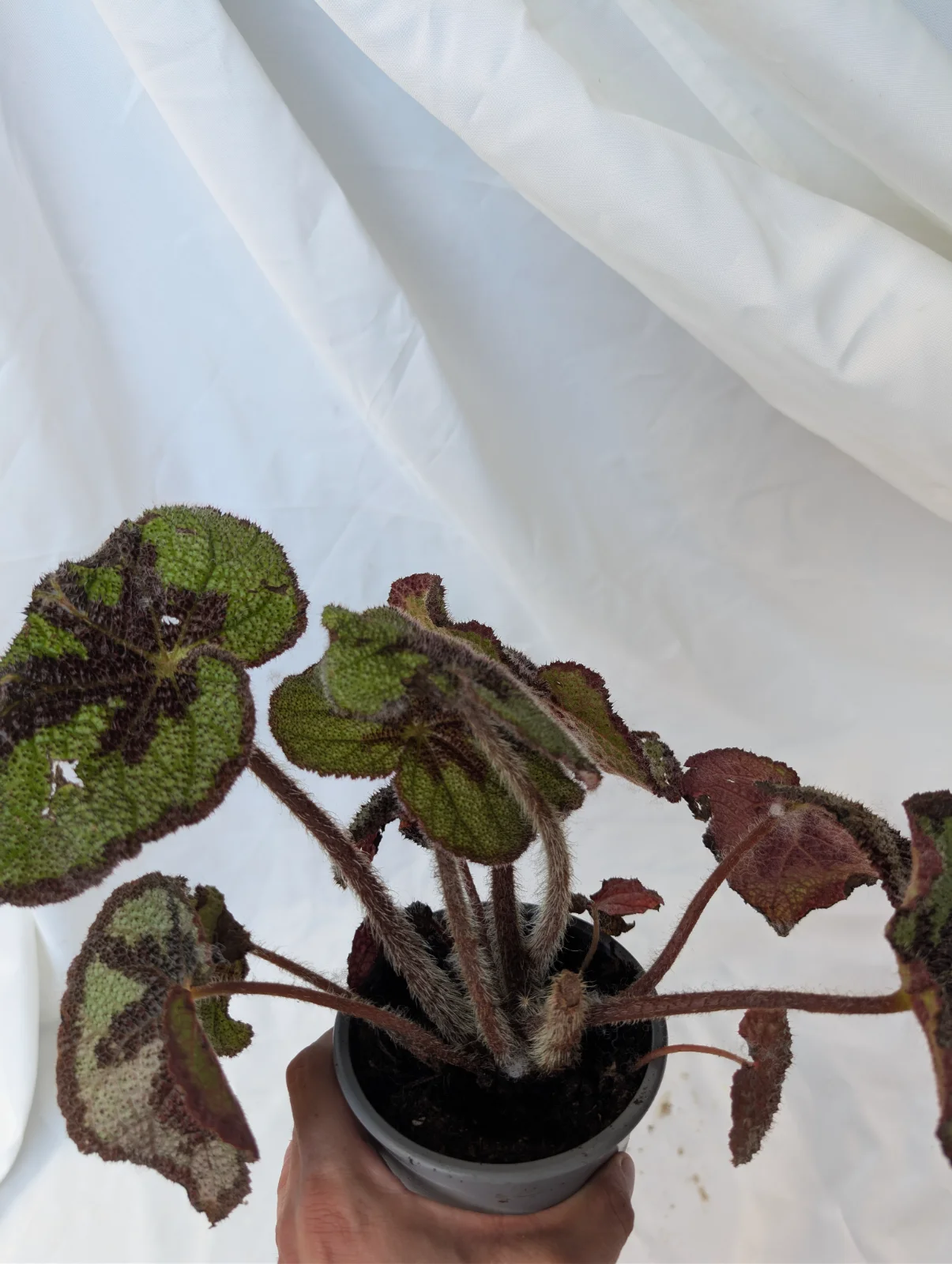 Begonia "Variegata"