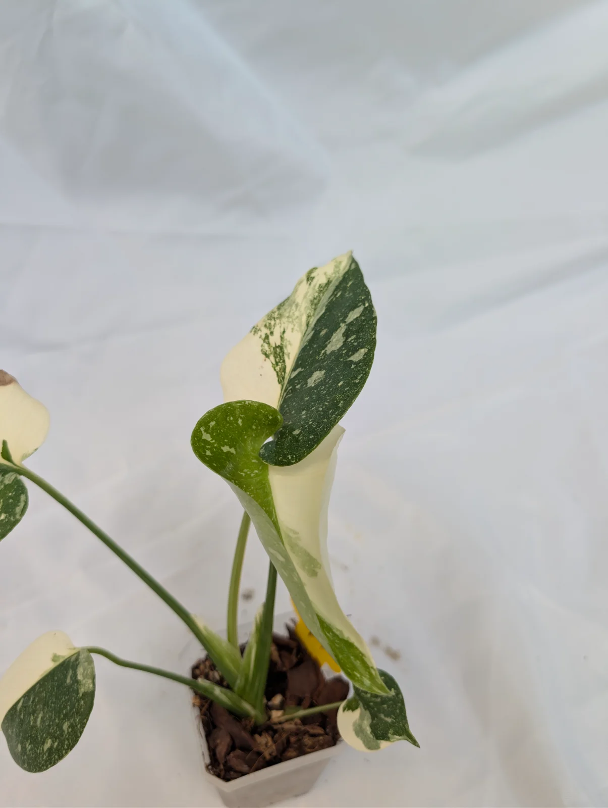 Monstera Thai Constellation