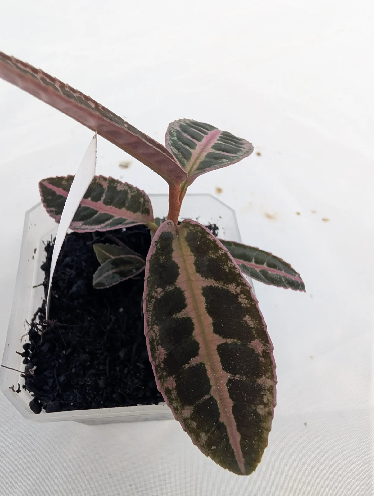 Emblemantha urnulata 'Super Pink'