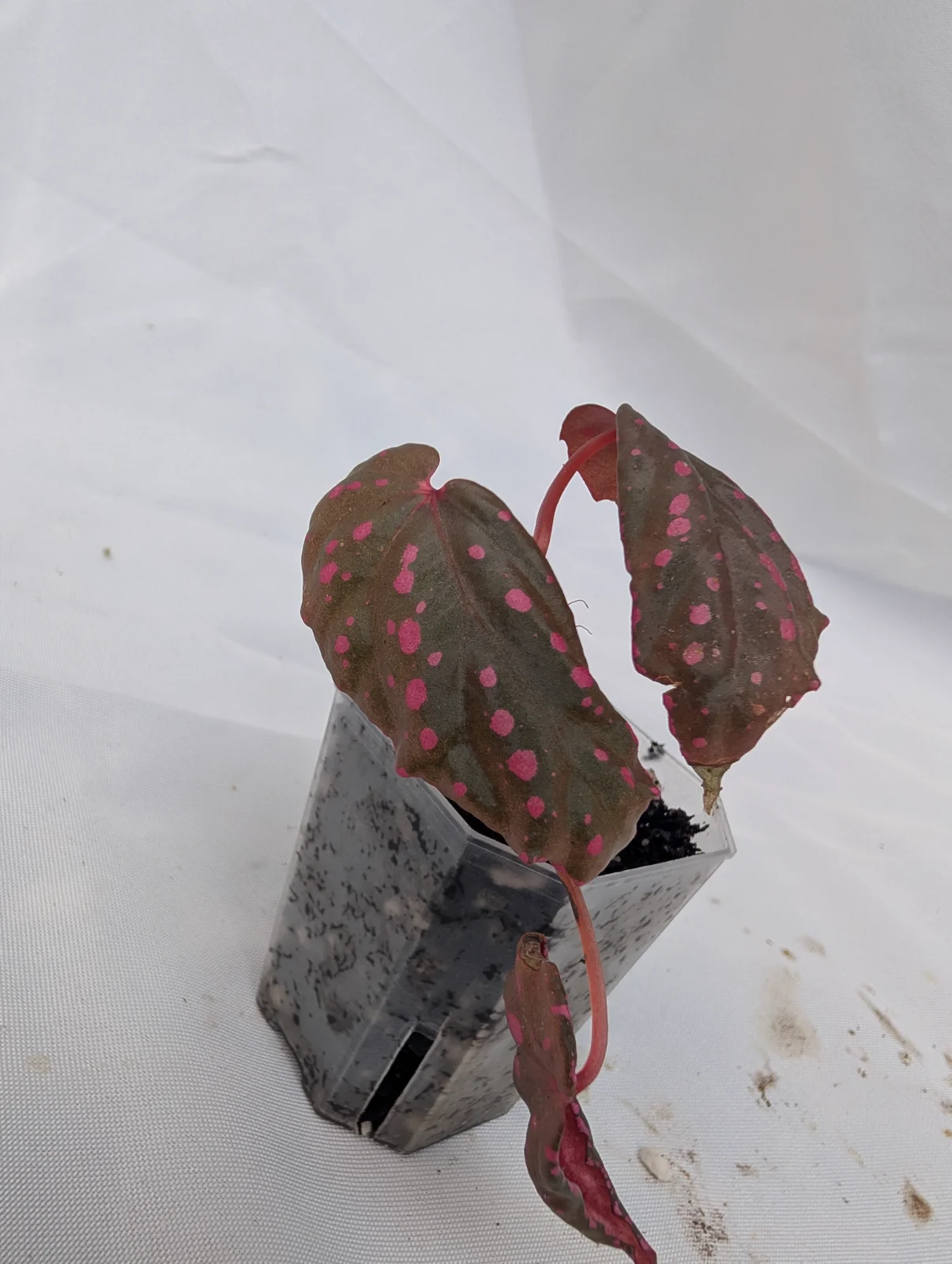 Begonia cf. "negrosensis x daunhitam"