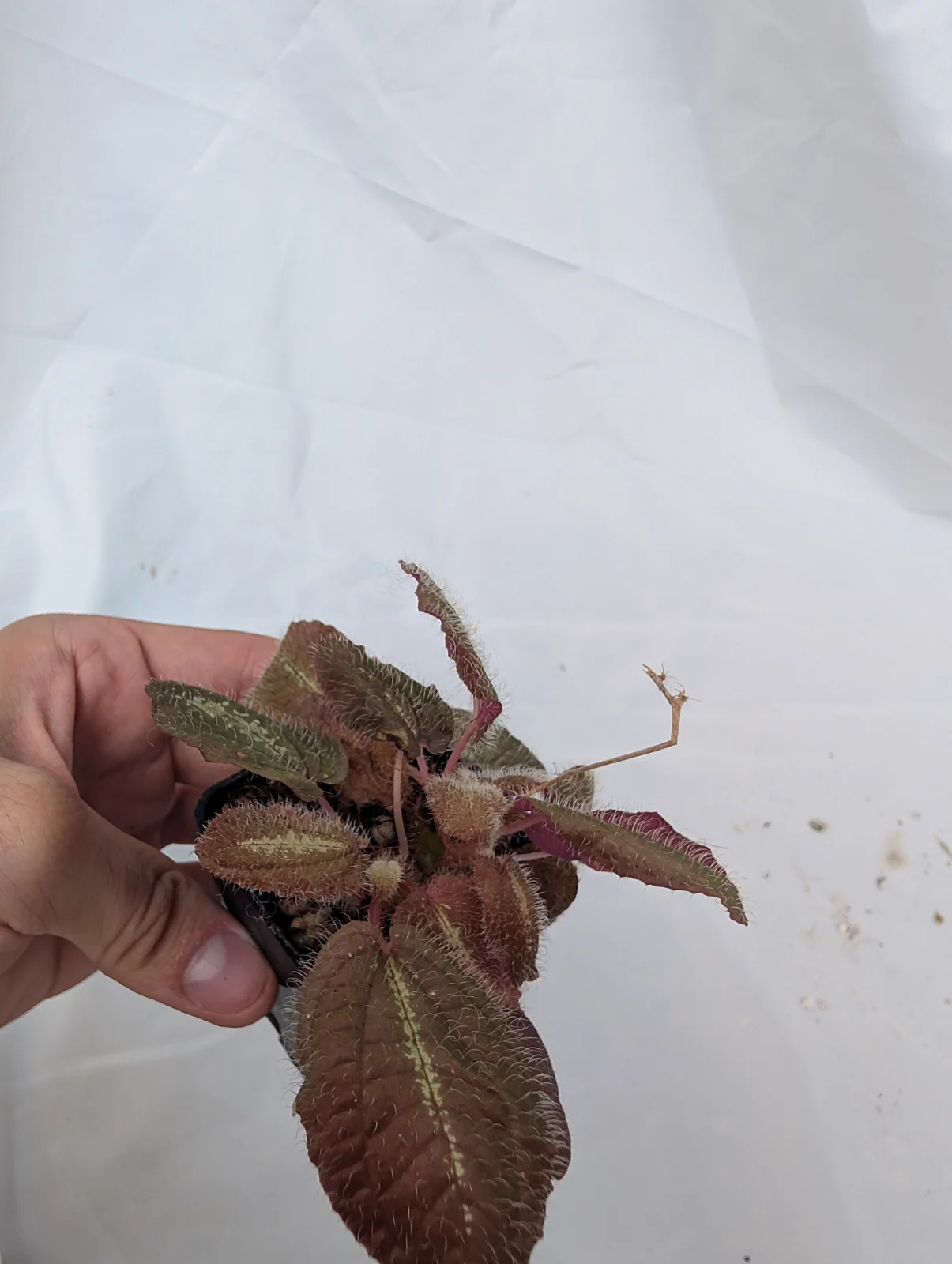 Bertolonia Maculata
