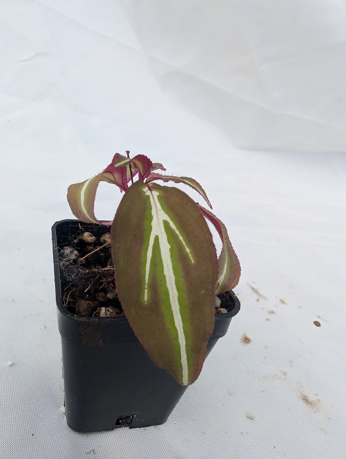 Sonerila sp. Glowing Lines