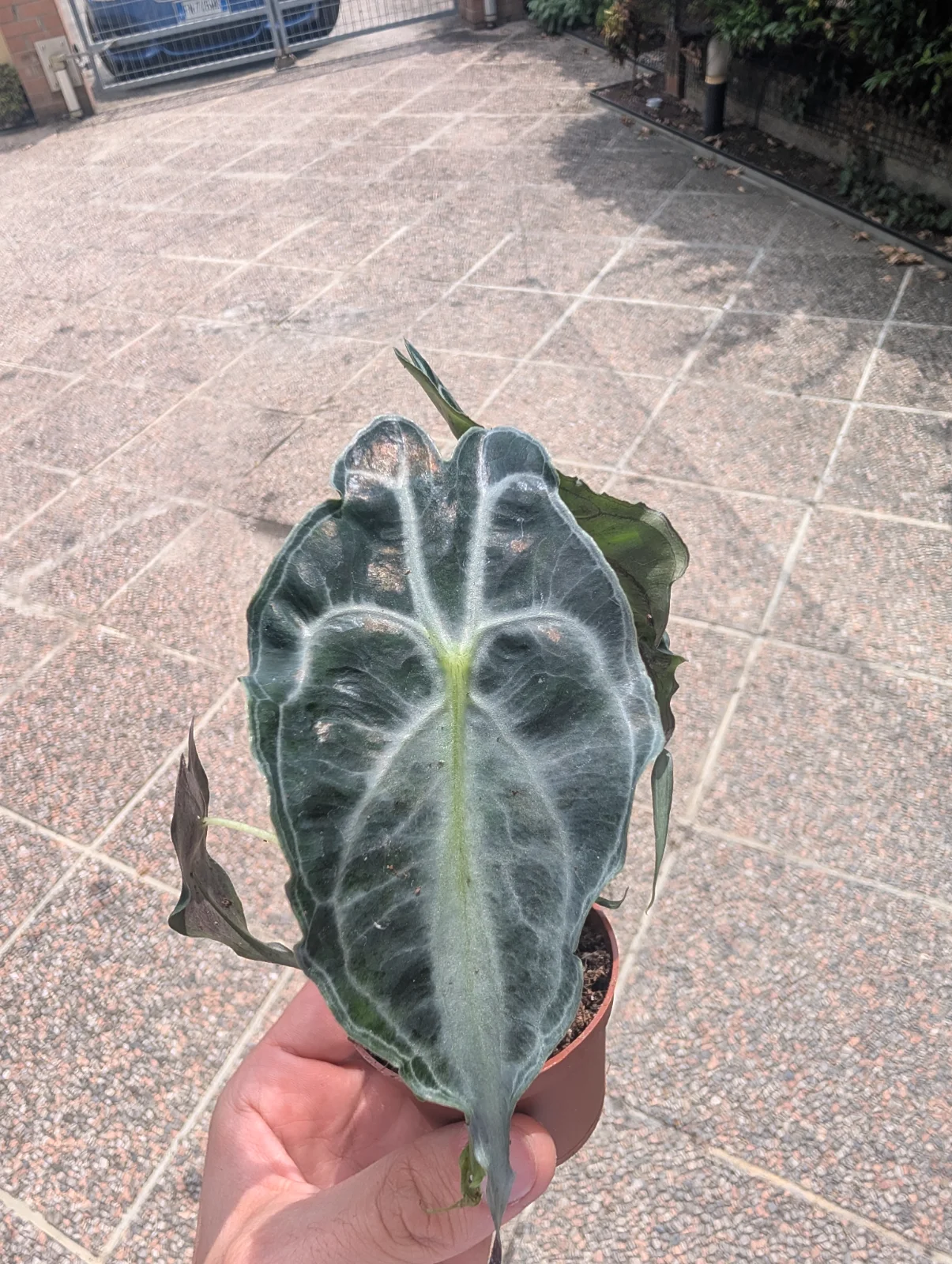 Alocasia "Venom"