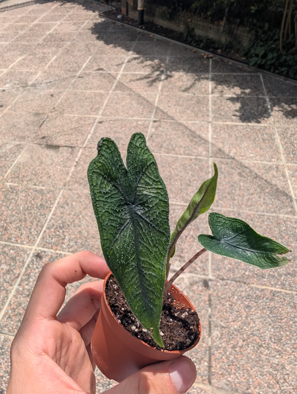 Alocasia "Jacklyn"