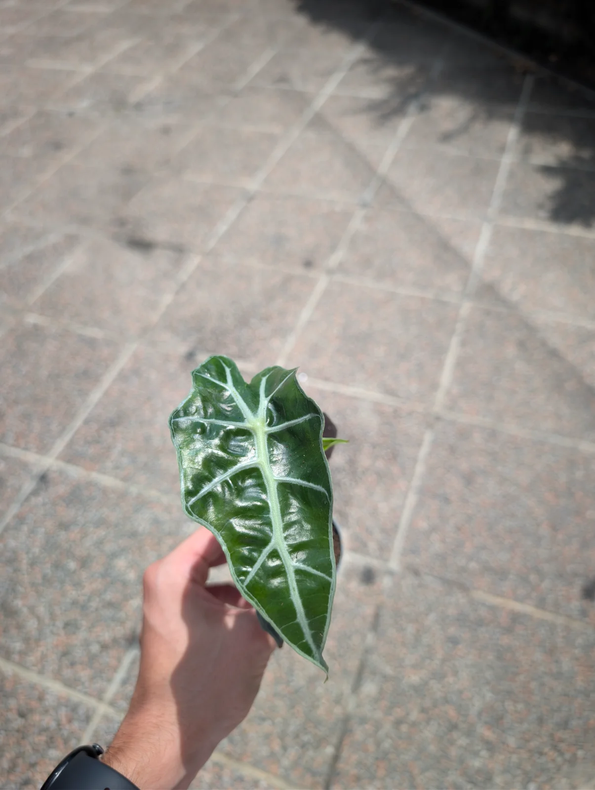 Alocasia "Polly"