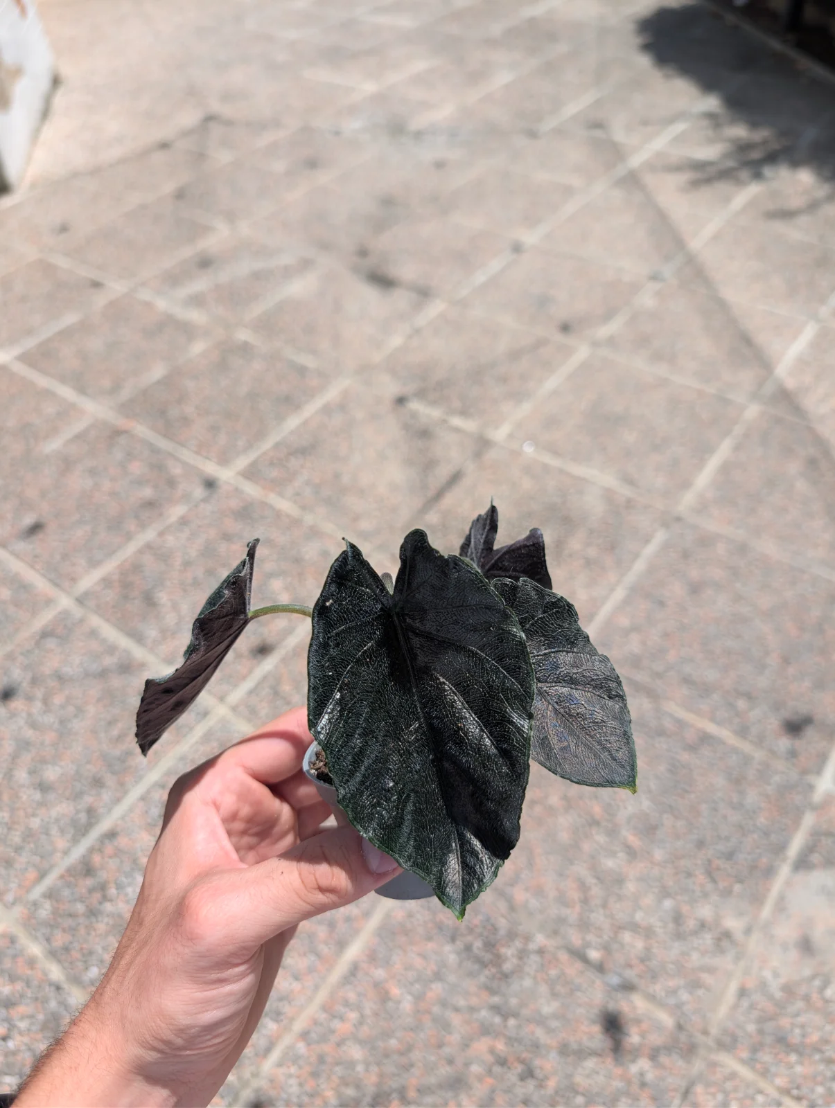 Alocasia Antoro Velvet