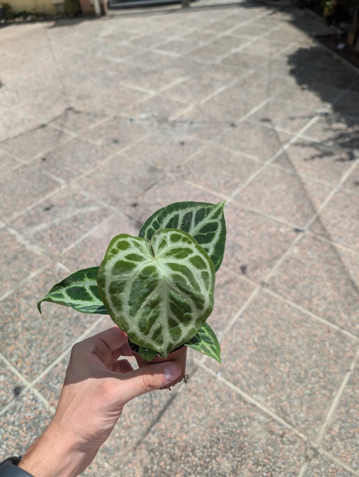 Anthurium "Silver Blush"