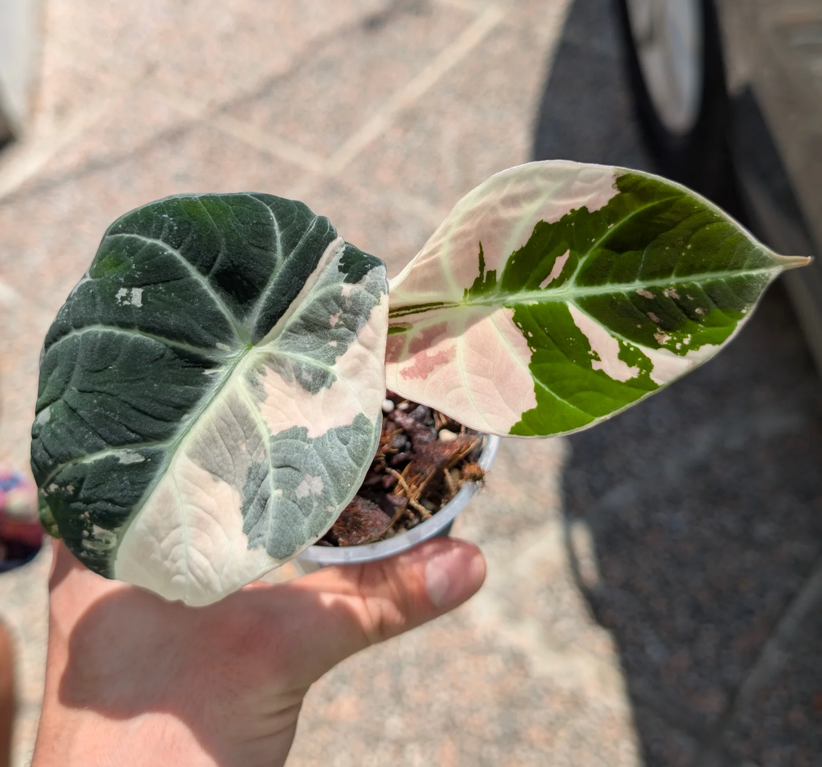 Alocasia Black Velvet Pink Albo