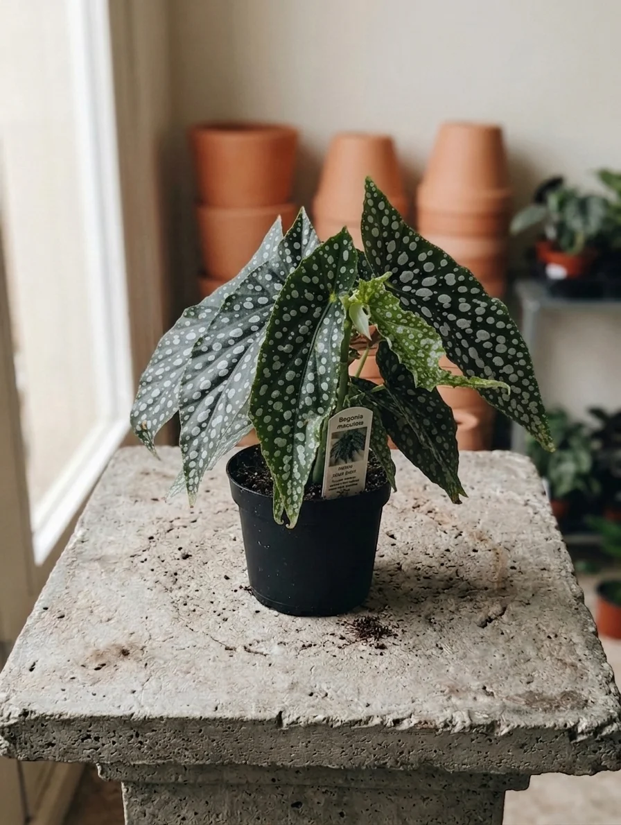 Begonia Maculata
