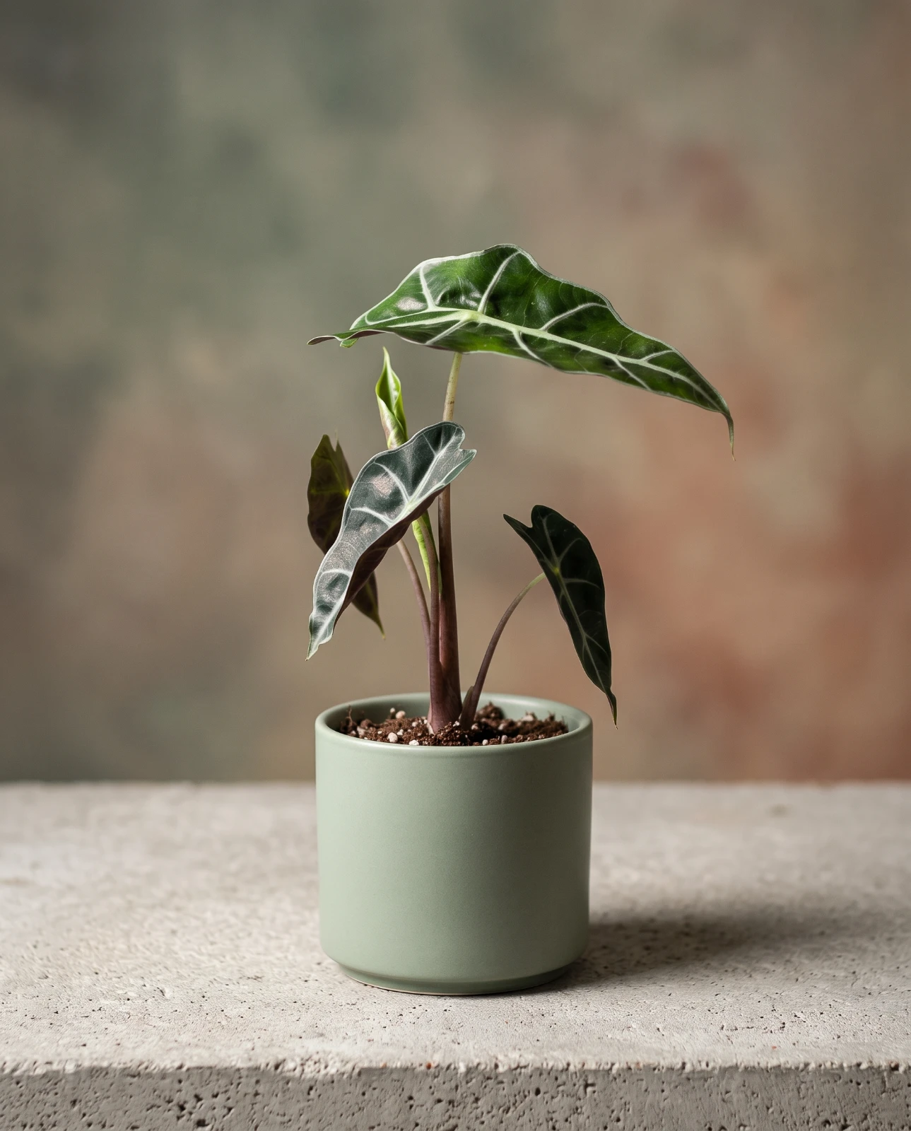 Alocasia "Polly"