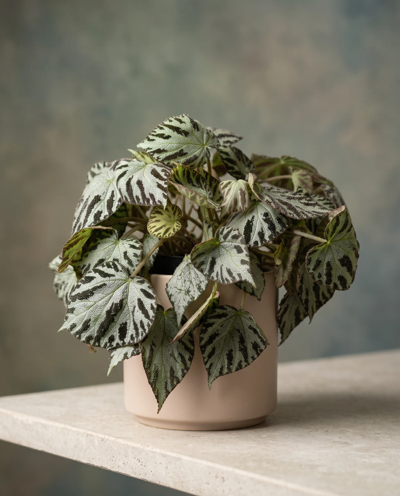 Begonia Silver Jewel