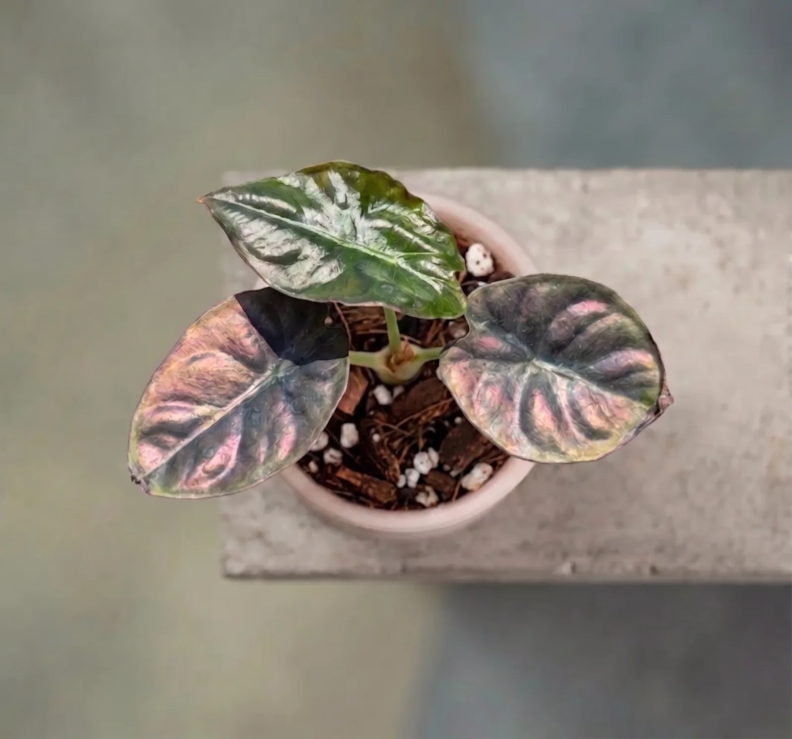 Alocasia Infernalis 'Black Magic'