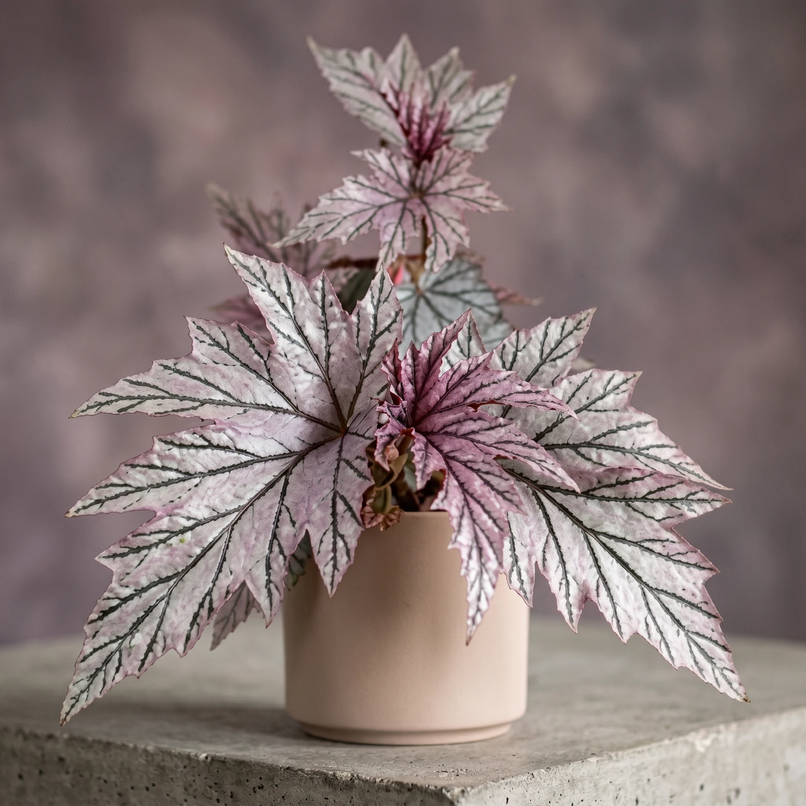 Begonia "Lamoon"