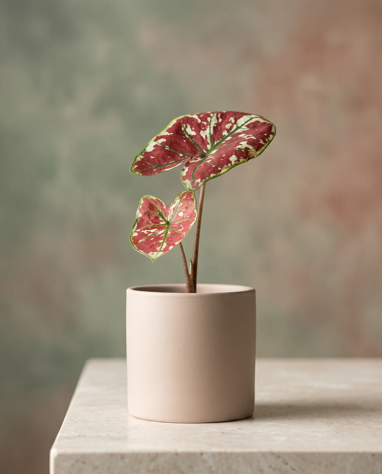 Caladium 'Carolyn Whorton'