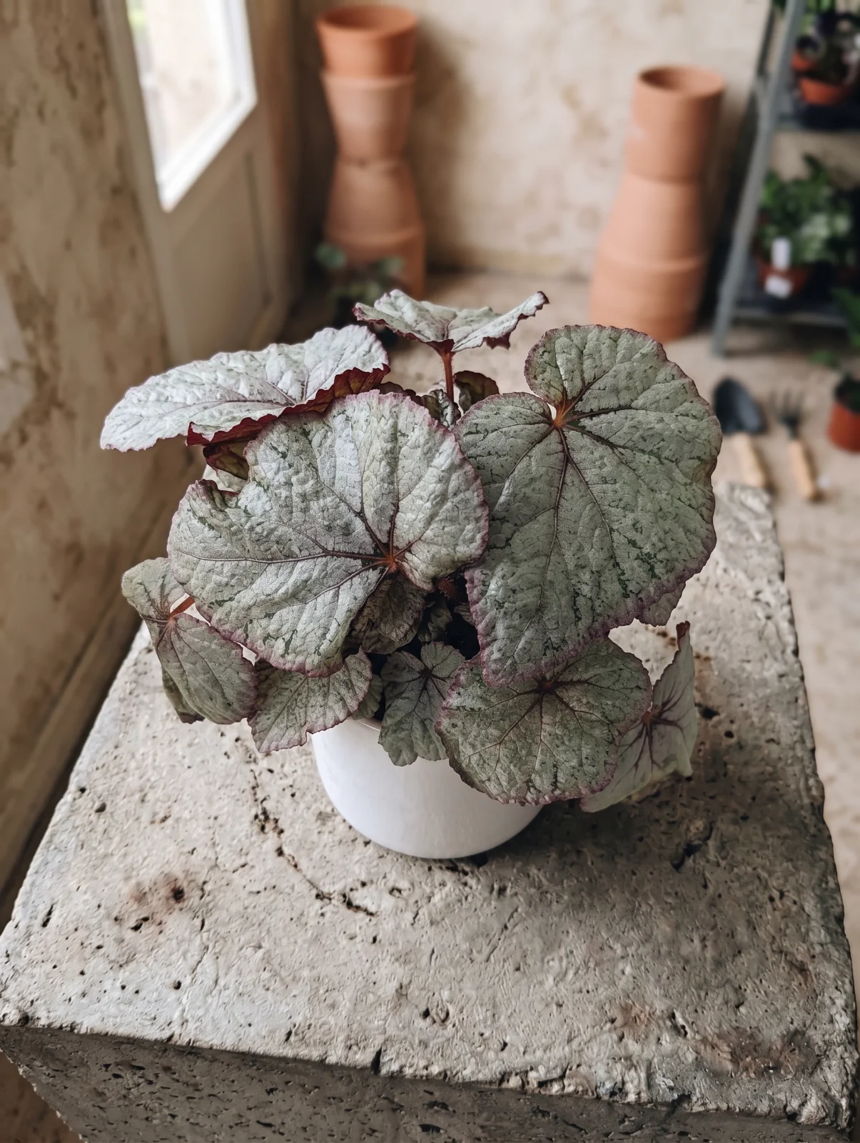 Begonia Rex "Silver"