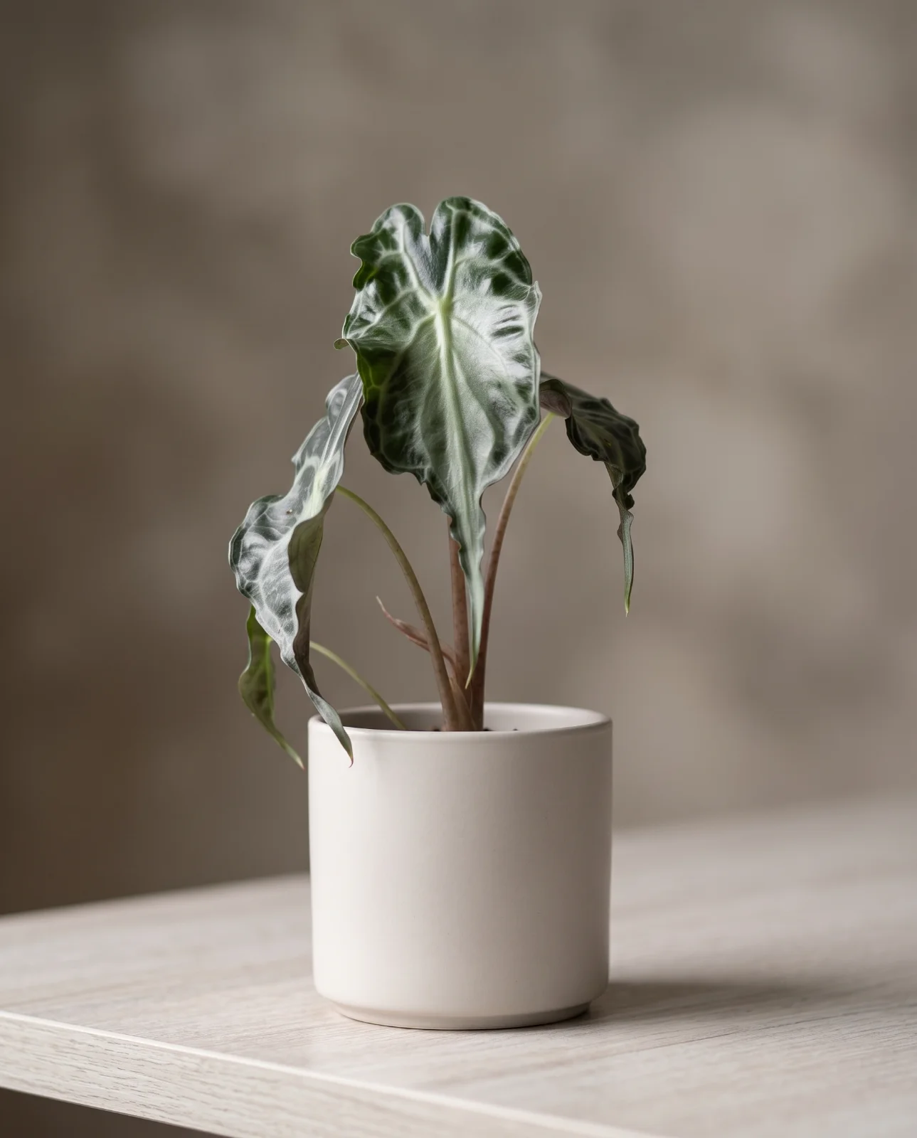 Alocasia "Venom"
