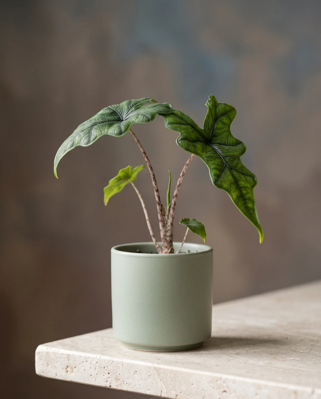 Alocasia "Jacklyn"
