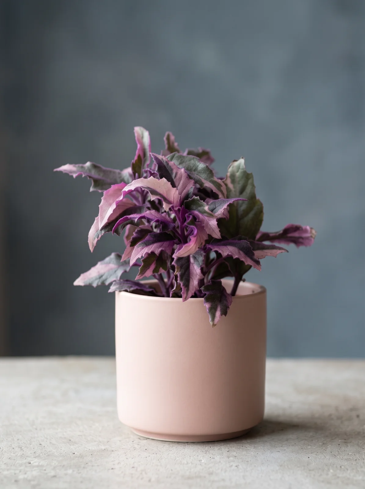 Gynura aurantiaca "pink variegated"