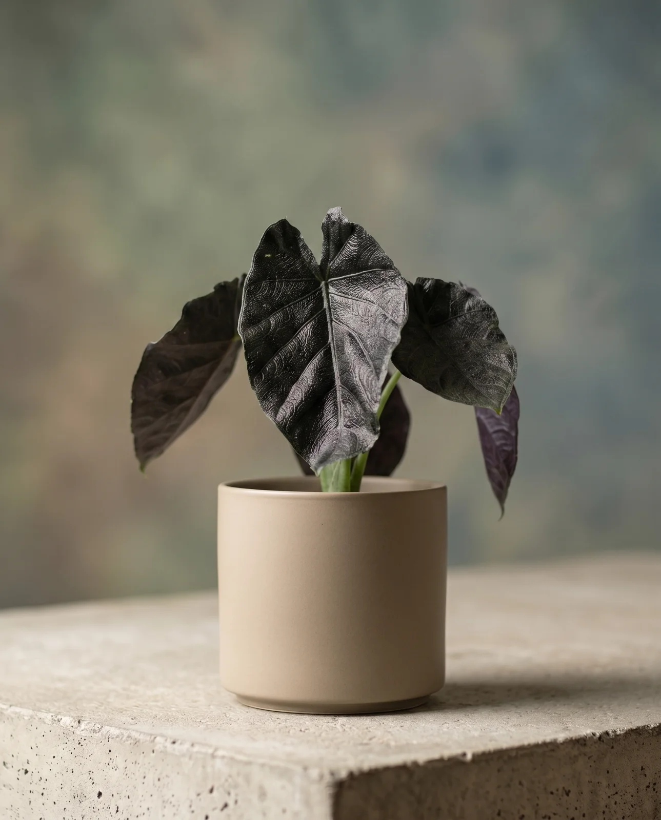 Alocasia Antoro Velvet