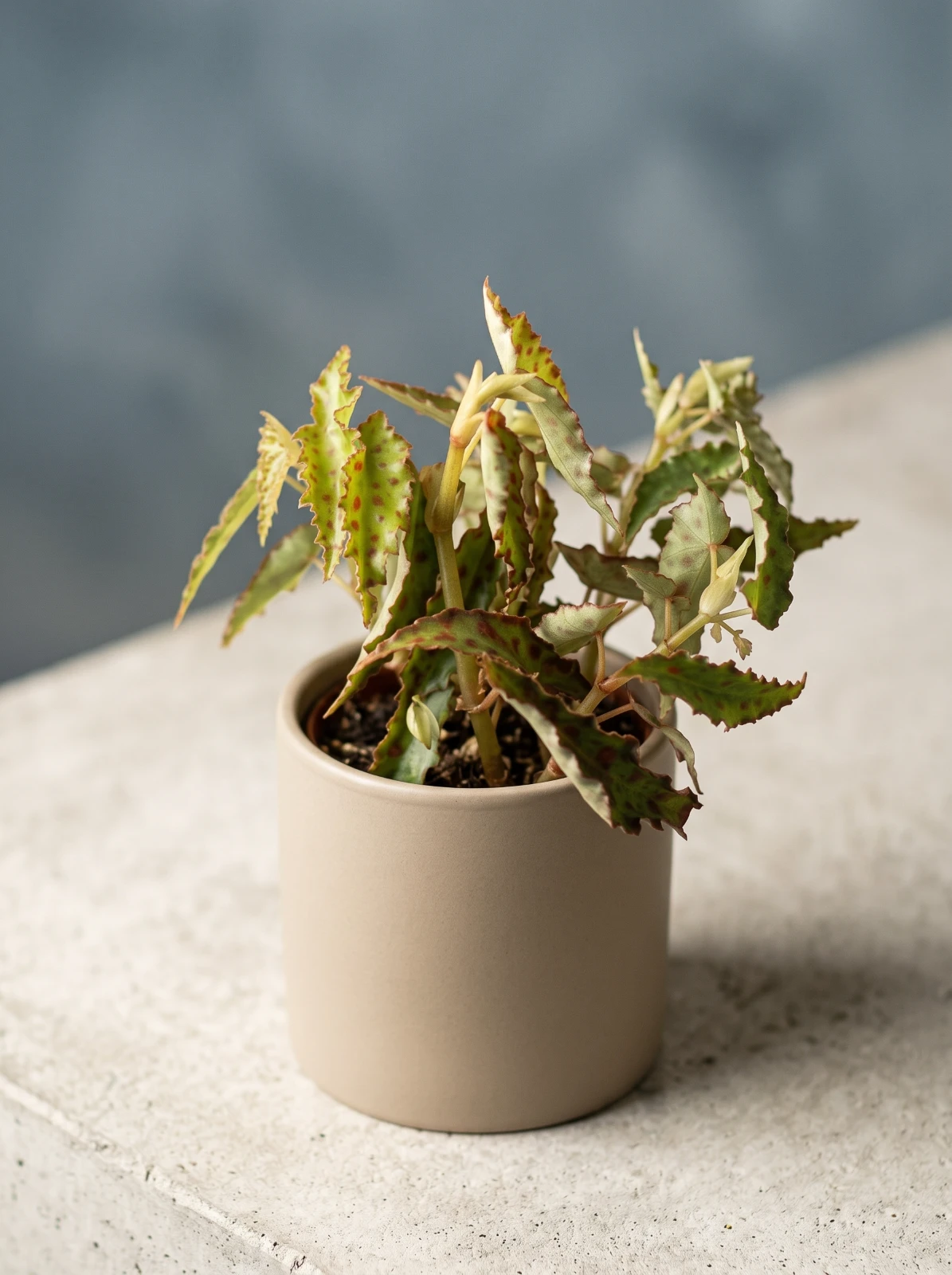 Begonia amphioxus