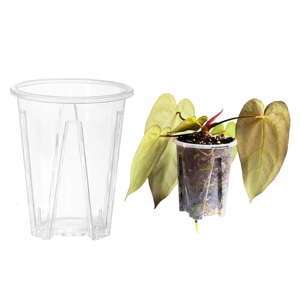 Vaso per aracee anti-spiralizzazione