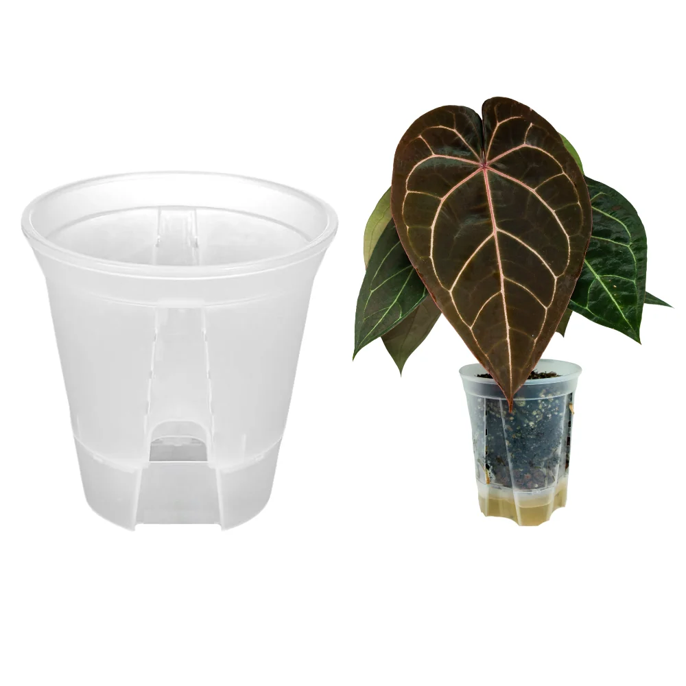 Vaso autoirrigante per aracee